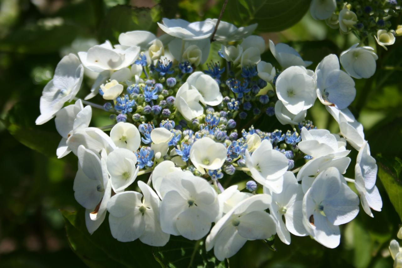 Hydrangea macrophylla 'Libelle'-3-