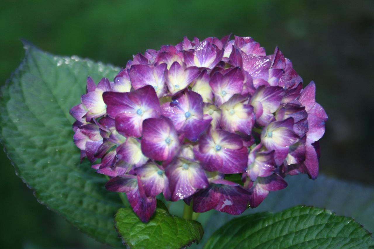 Hydrangea macrophylla 'LK49'
