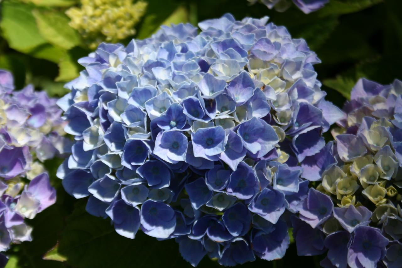 Hydrangea macrophylla MAGICAL® Four Seasons 'Amethyst'