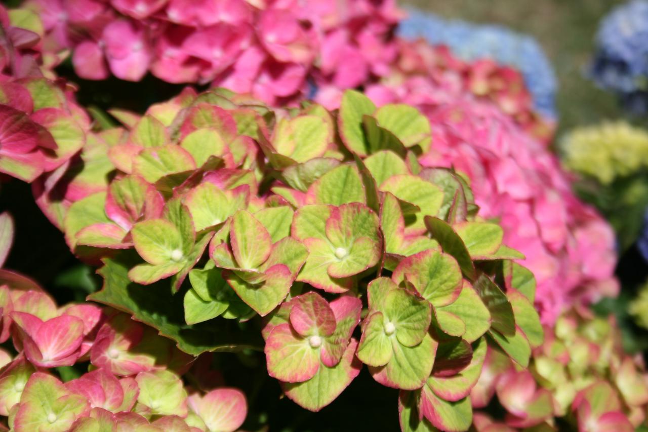 Hydrangea macrophylla MAGICAL® Four Seasons 'Green Fire'