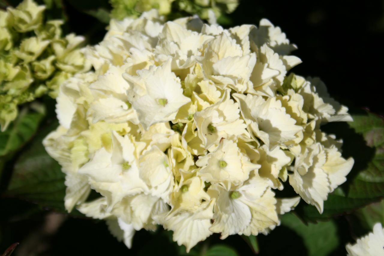 Hydrangea macrophylla MAGICAL® Four Seasons 'Noblesse'