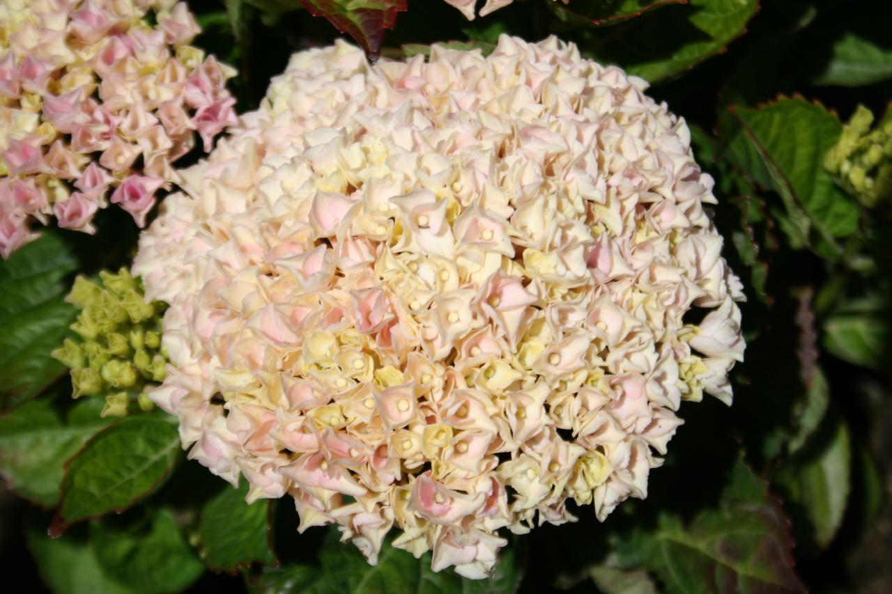 Hydrangea macrophylla MAGICAL® Four Seasons 'Revolution'