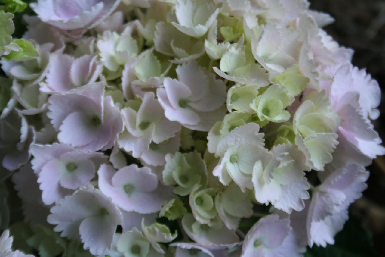 Hydrangea macrophylla 'Marie-Claire'-4-