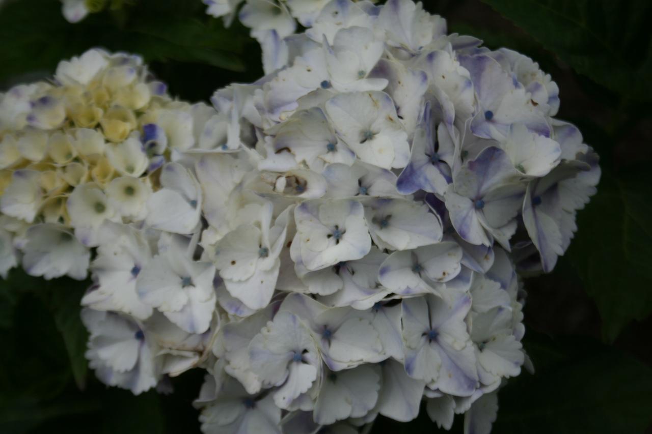 Hydrangea macrophylla 'Marie Louise Dussine'-4-