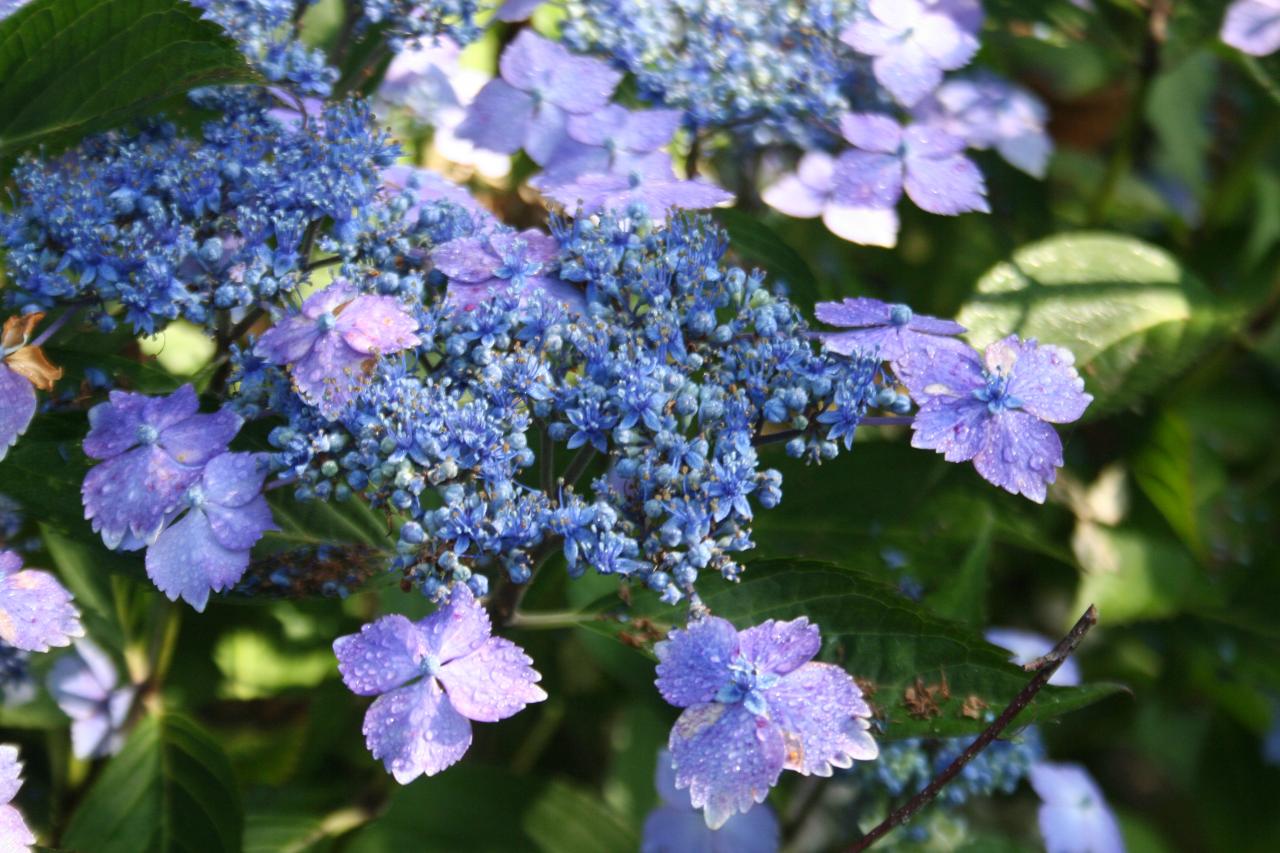 Hydrangea x 'Mariesii Lilacina'-5-