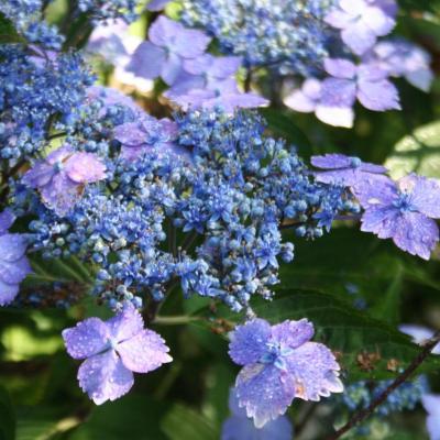 Hydrangea x 'Mariesii Lilacina'-5-