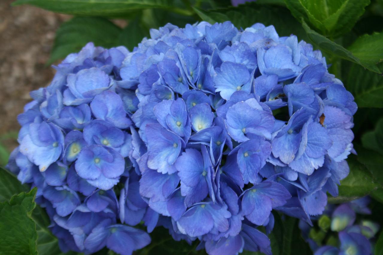 Hydrangea macrophylla 'Mathilda Gütges'-5-