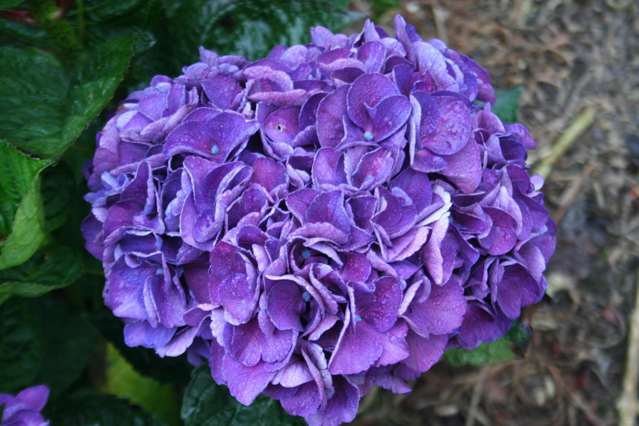 Hydrangea macrophylla 'Merveille Sanguine'-5-