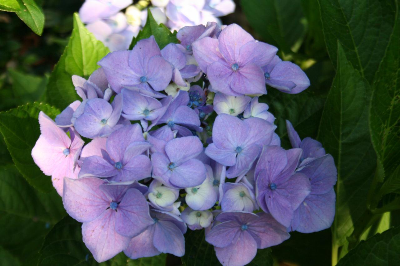 Hydrangea macrophylla 'Messaline'-5-