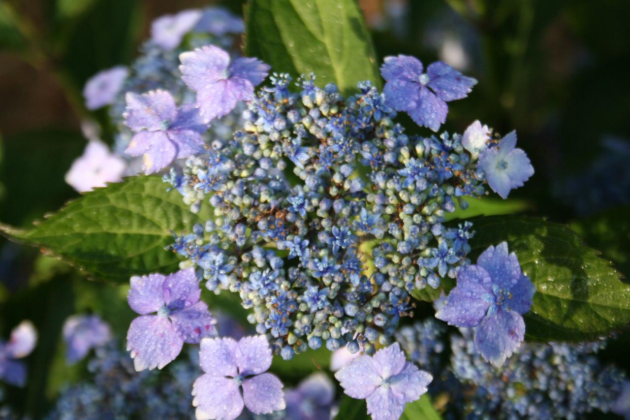 Hydrangea macrophylla 'Mikanba-gaku'-4-