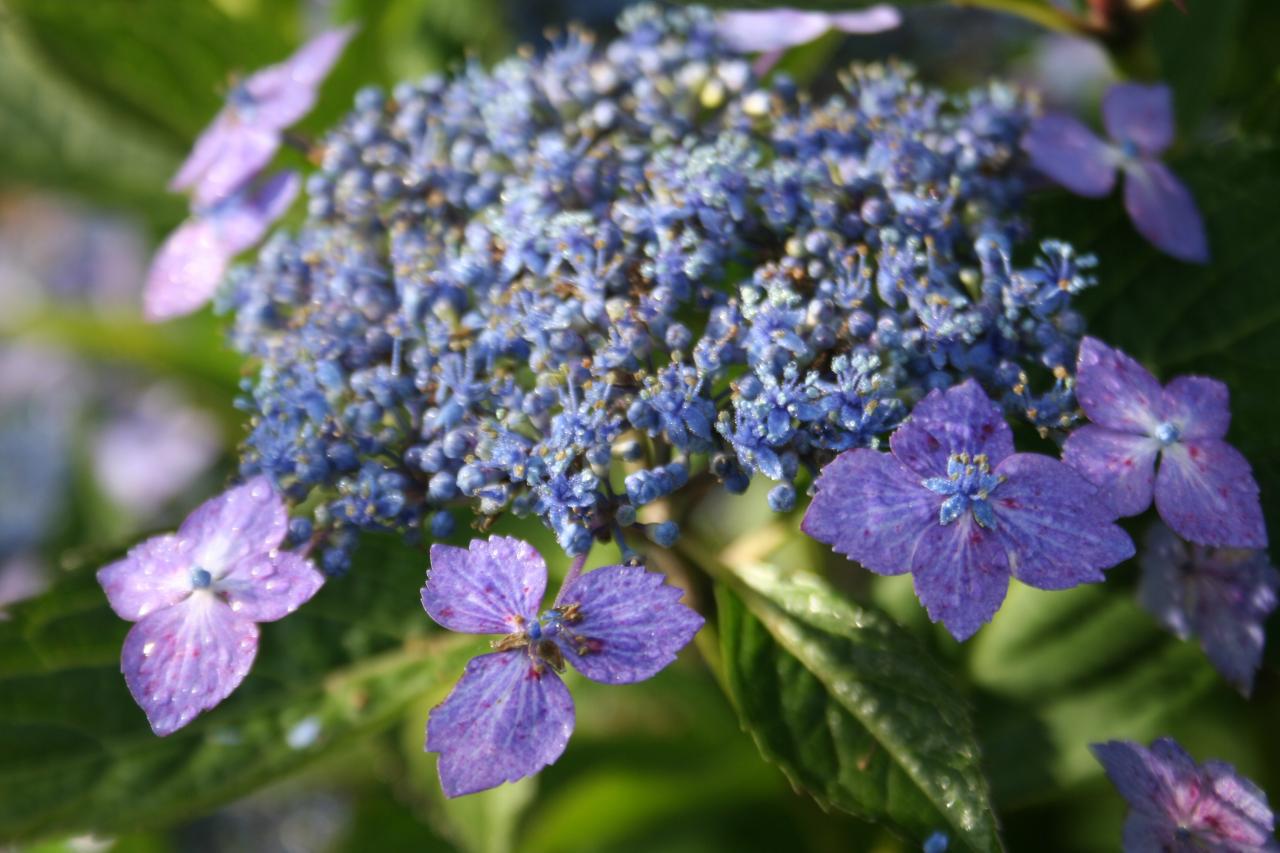 Hydrangea macrophylla 'Mikanba-gaku'-8-