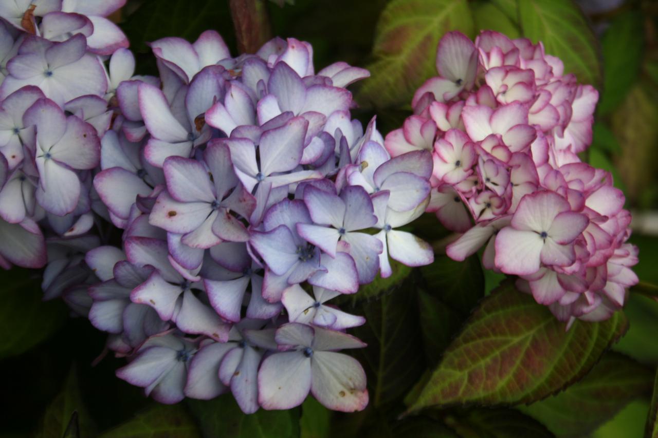 Hydrangea macrophylla 'Miraï'-4-