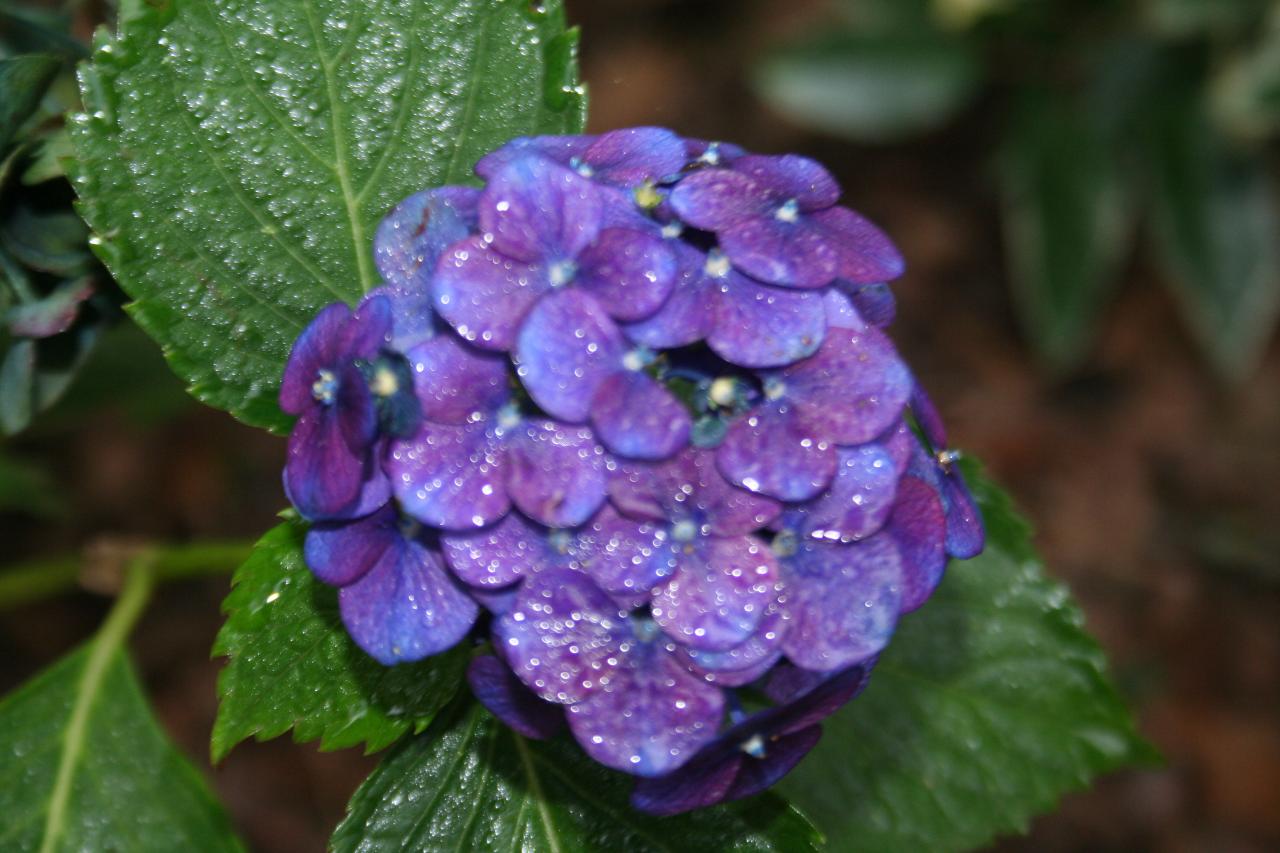 Hydrangea macrophylla 'Montgomery'-2-