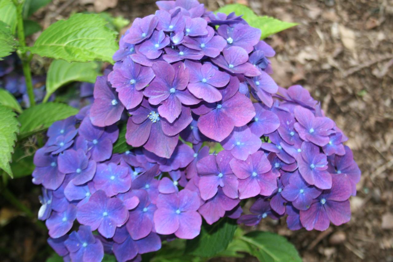 Hydrangea macrophylla 'Montgomery'-4-