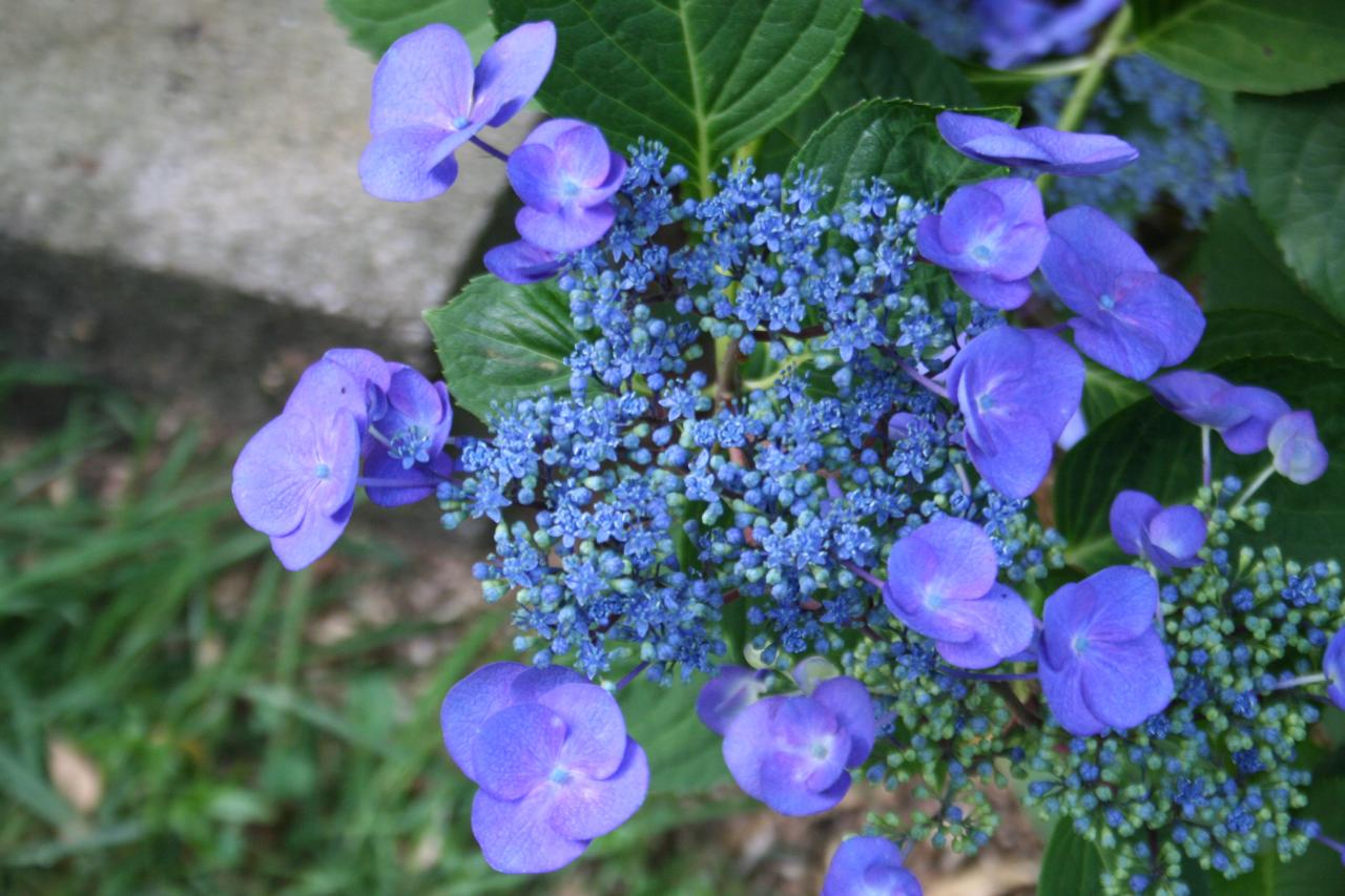 Hydrangea macrophylla 'Mousmée'-4-