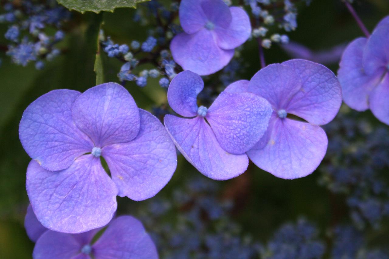 Hydrangea macrophylla 'Mousmée'-5-