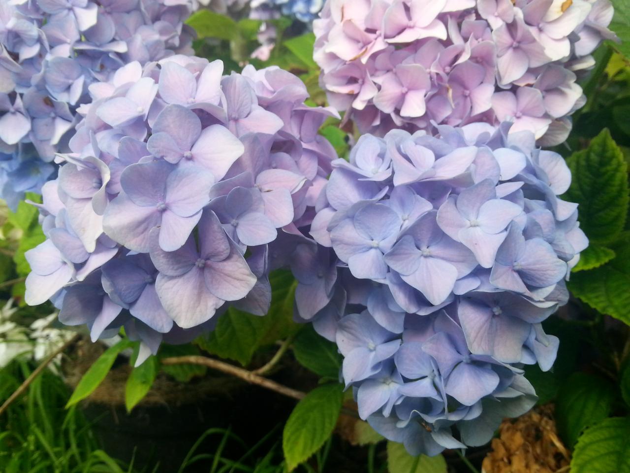 Hydrangea macrophylla 'Mousseline' (2)