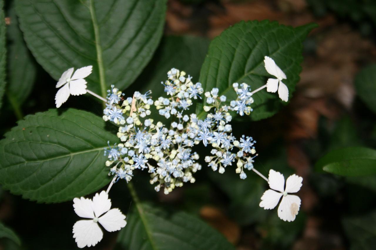 Hydrangea macrophylla 'Nadeshiko'