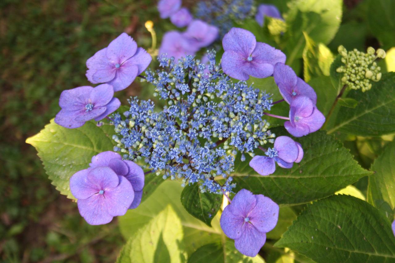 Hydrangea macrophylla 'Namping'-3-