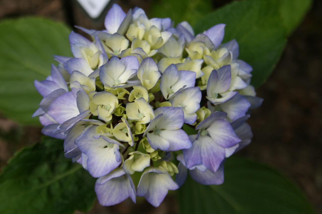 Hydrangea macrophylla 'Nigra'-3-