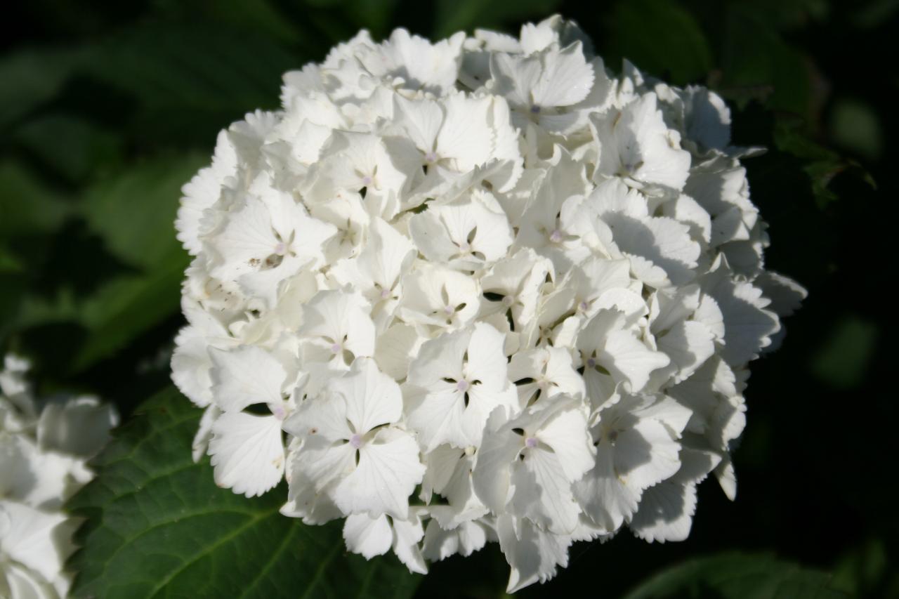 Hydrangea macrophylla 'Nymphe'-4-