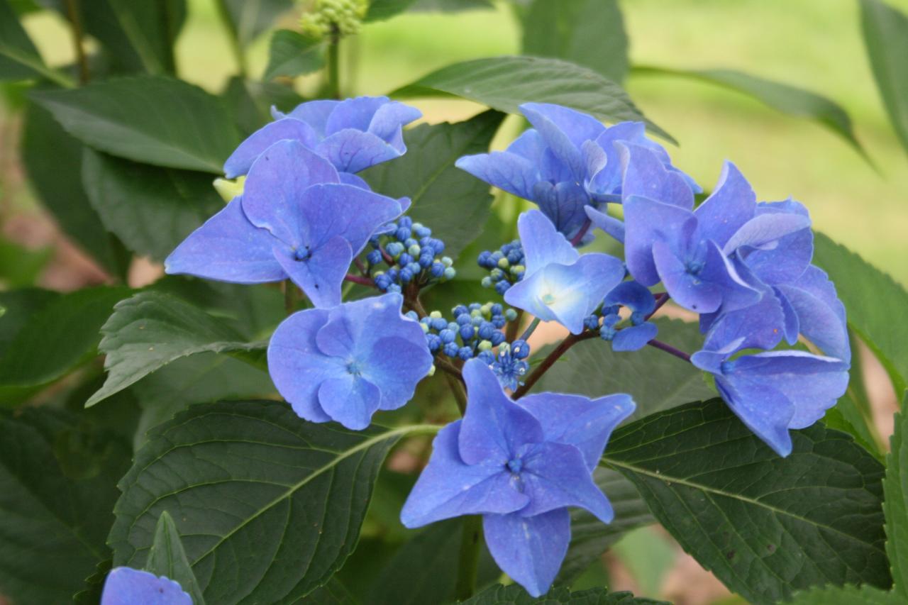 Hydrangea macrophylla 'Pfau'-6-