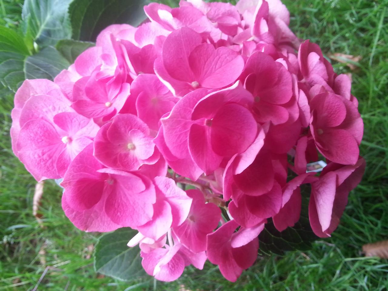 Hydrangea macrophylla 'Pirate'