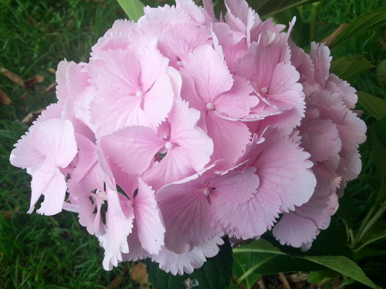 Hydrangea macrophylla 'Pompadour'