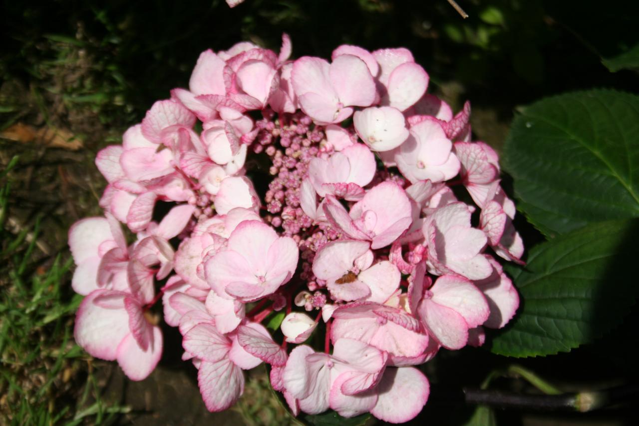 Hydrangea macrophylla PUNCH COCO®-2-