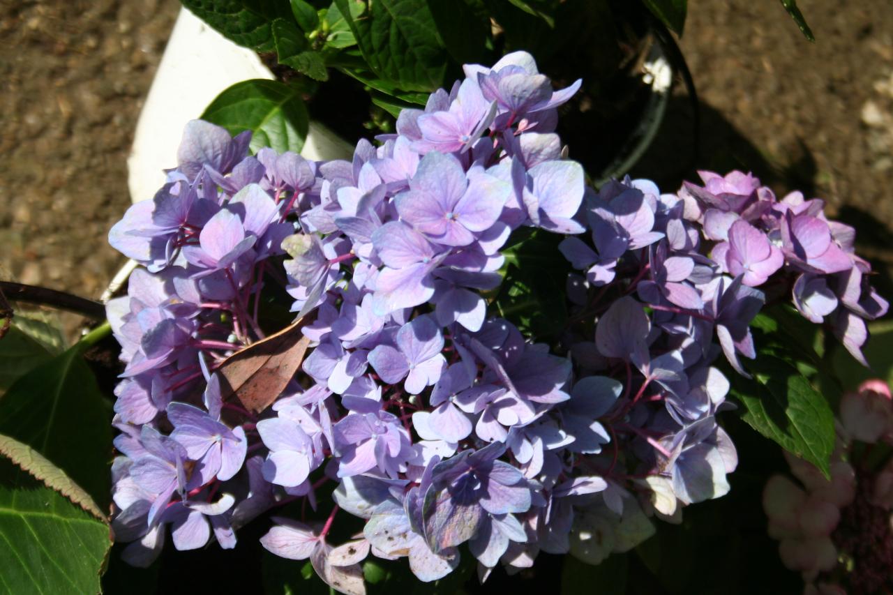 Hydrangea macrophylla PUNCH CURACAO®