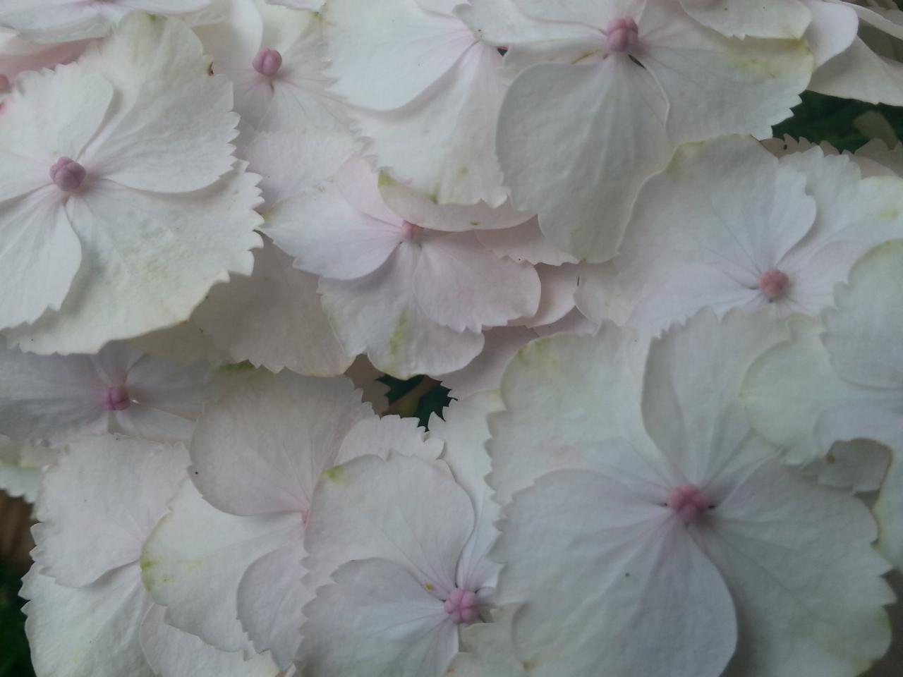 Hydrangea macrophylla 'Rahic' (2)