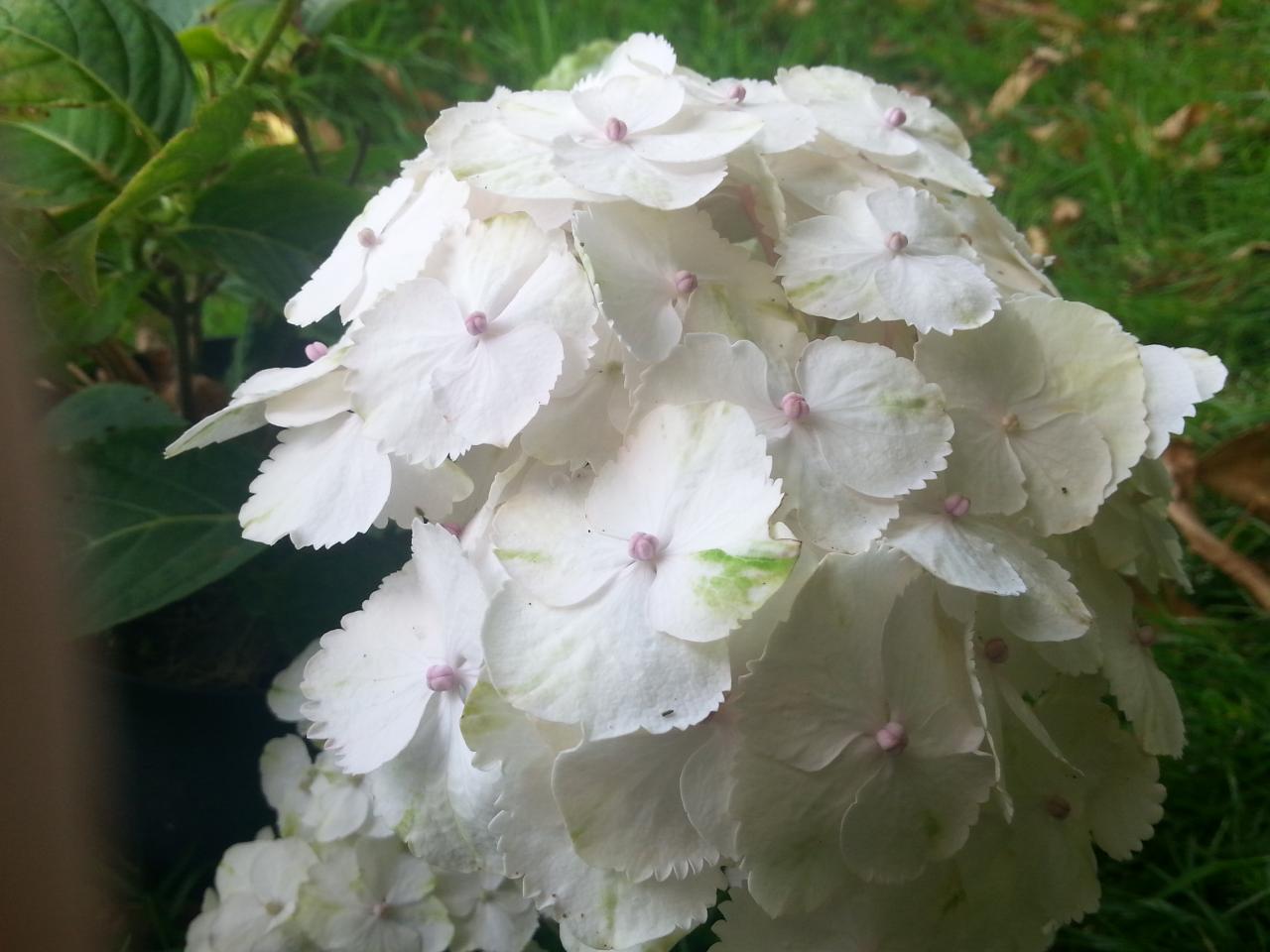 Hydrangea macrophylla 'Rahic' (3)