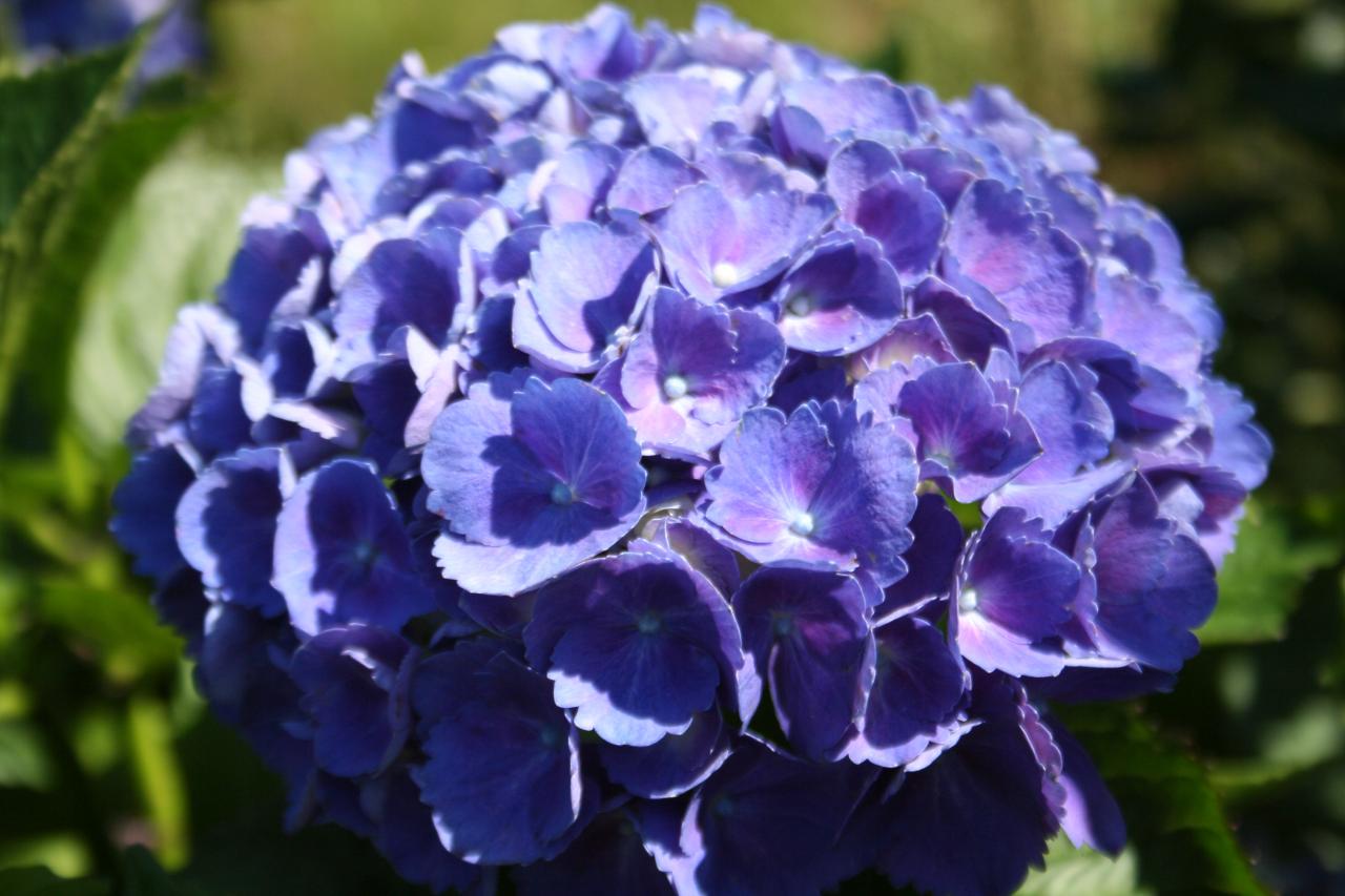 Hydrangea macrophylla 'Red Baron'-3-