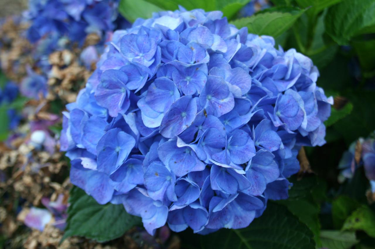 Hydrangea macrophylla 'Renate Steiniger'-7-