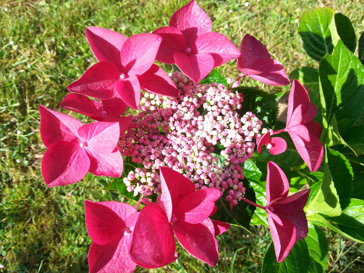 Hydrangea macrophylla 'Rotschwanz' (2)