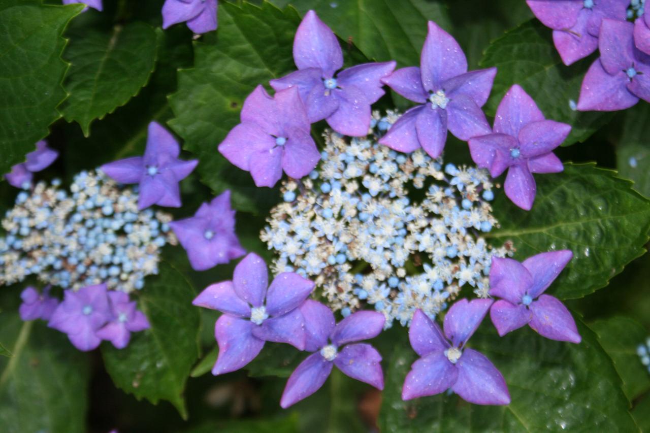 Hydrangea macrophylla 'Rotschwanz'-4-