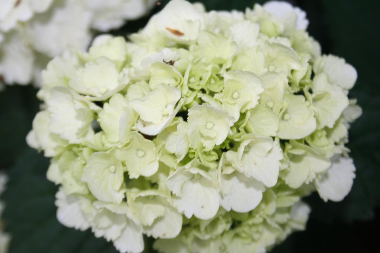 Hydrangea macrophylla 'Schneeball'®-3-