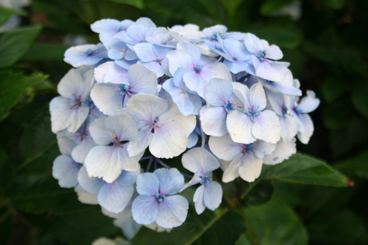 Hydrangea macrophylla 'Setsuka-yae'-5-