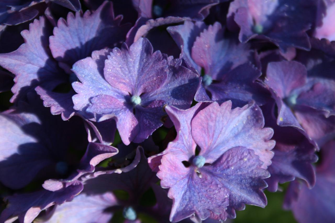 Hydrangea macrophylla 'Sibilla'-2-