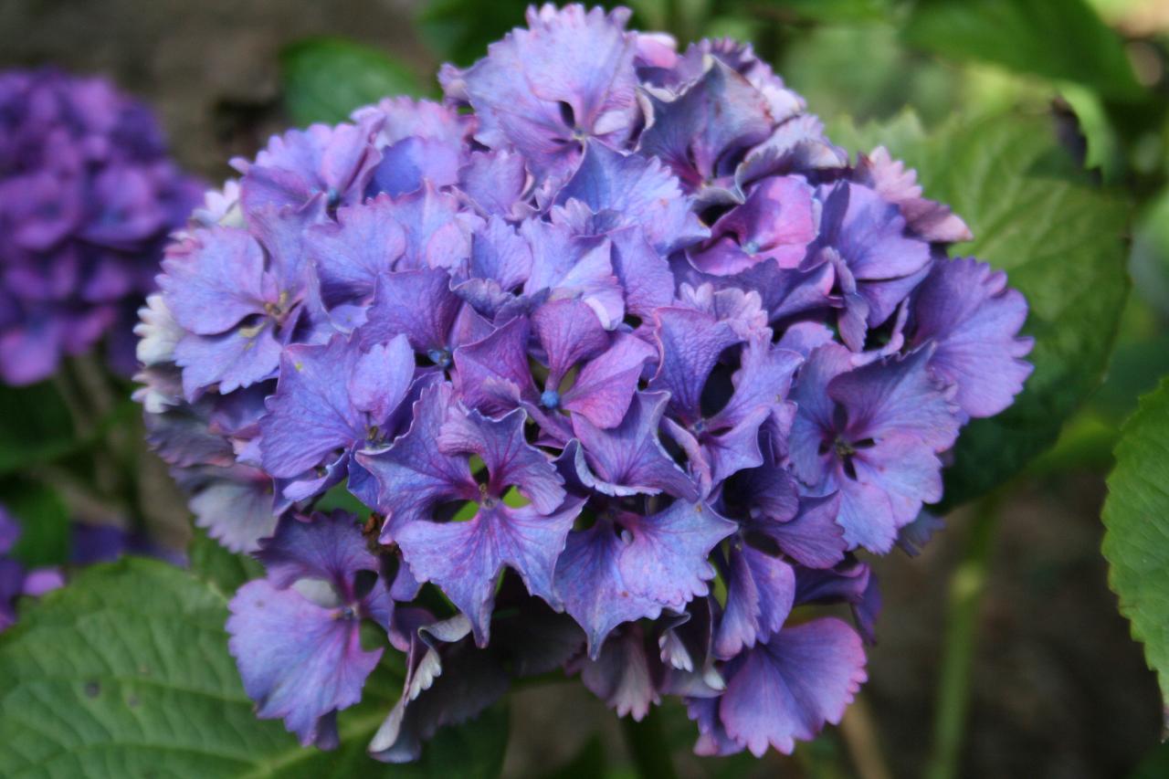 Hydrangea macrophylla 'Sibilla'-5-