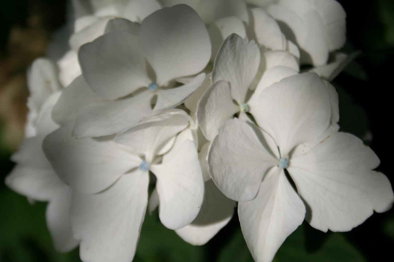 Hydrangea macrophylla 'Soeur Thérèse'-5-