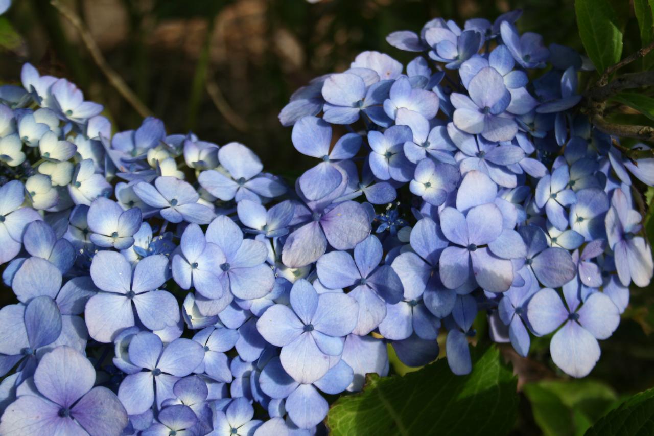 Hydrangea macrophylla 'Thelenn'-5-