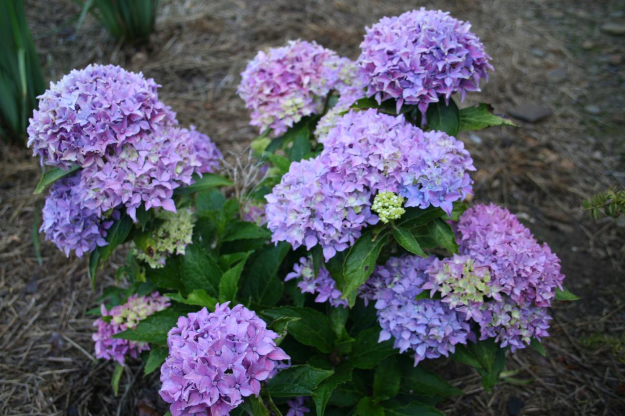 Hydrangea macrophylla 'Tovelit'-5-