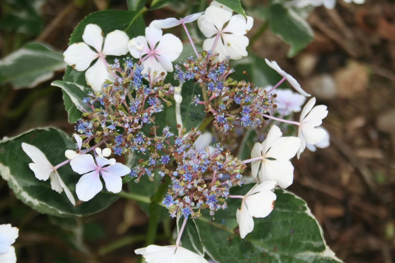 Hydrangea macrophylla 'Tricolor'-3-