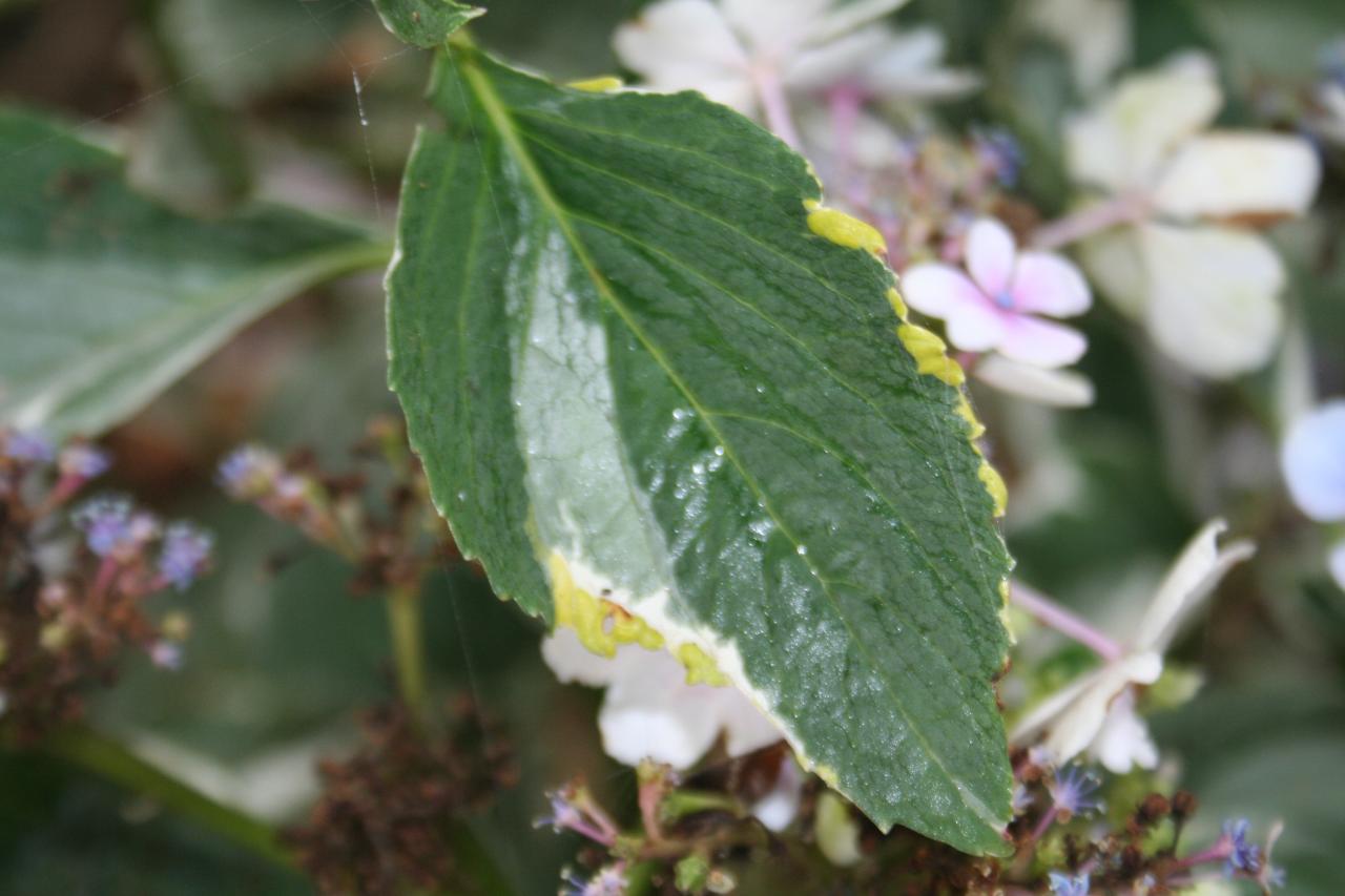 Hydrangea macrophylla 'Tricolor'-4-