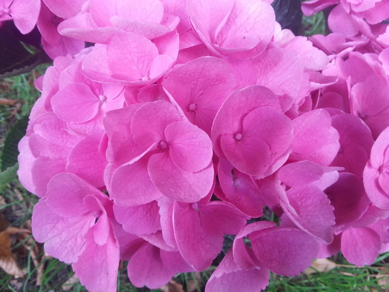 Hydrangea macrophylla 'Venedig' (3)