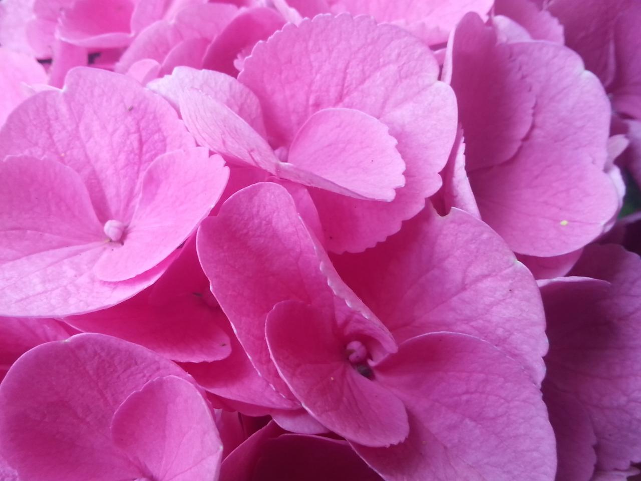 Hydrangea macrophylla 'Venedig'