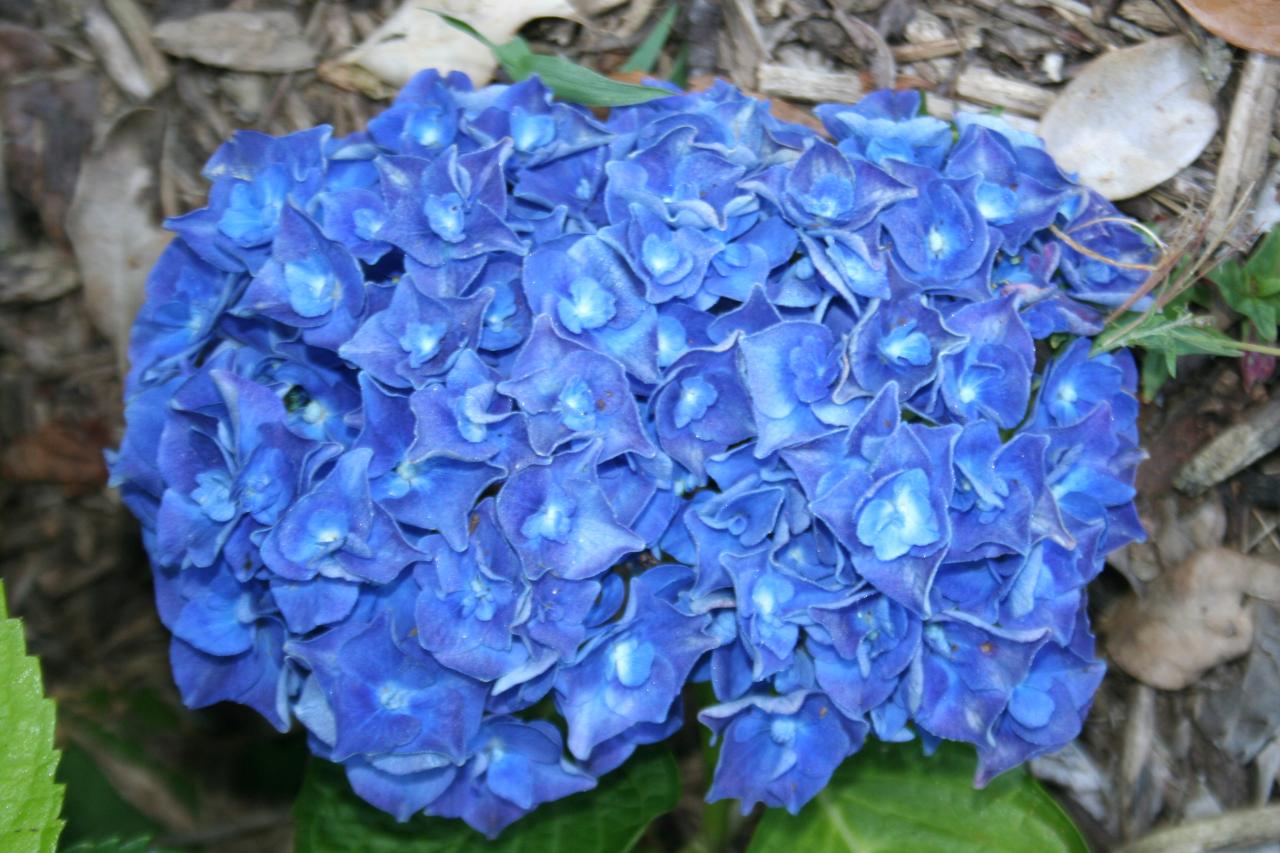 Hydrangea macrophylla 'Yola'-5-