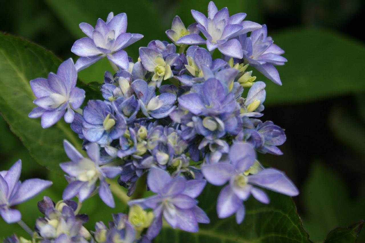 Hydrangea macrophylla YOU & ME 'Emotion' ®-3-