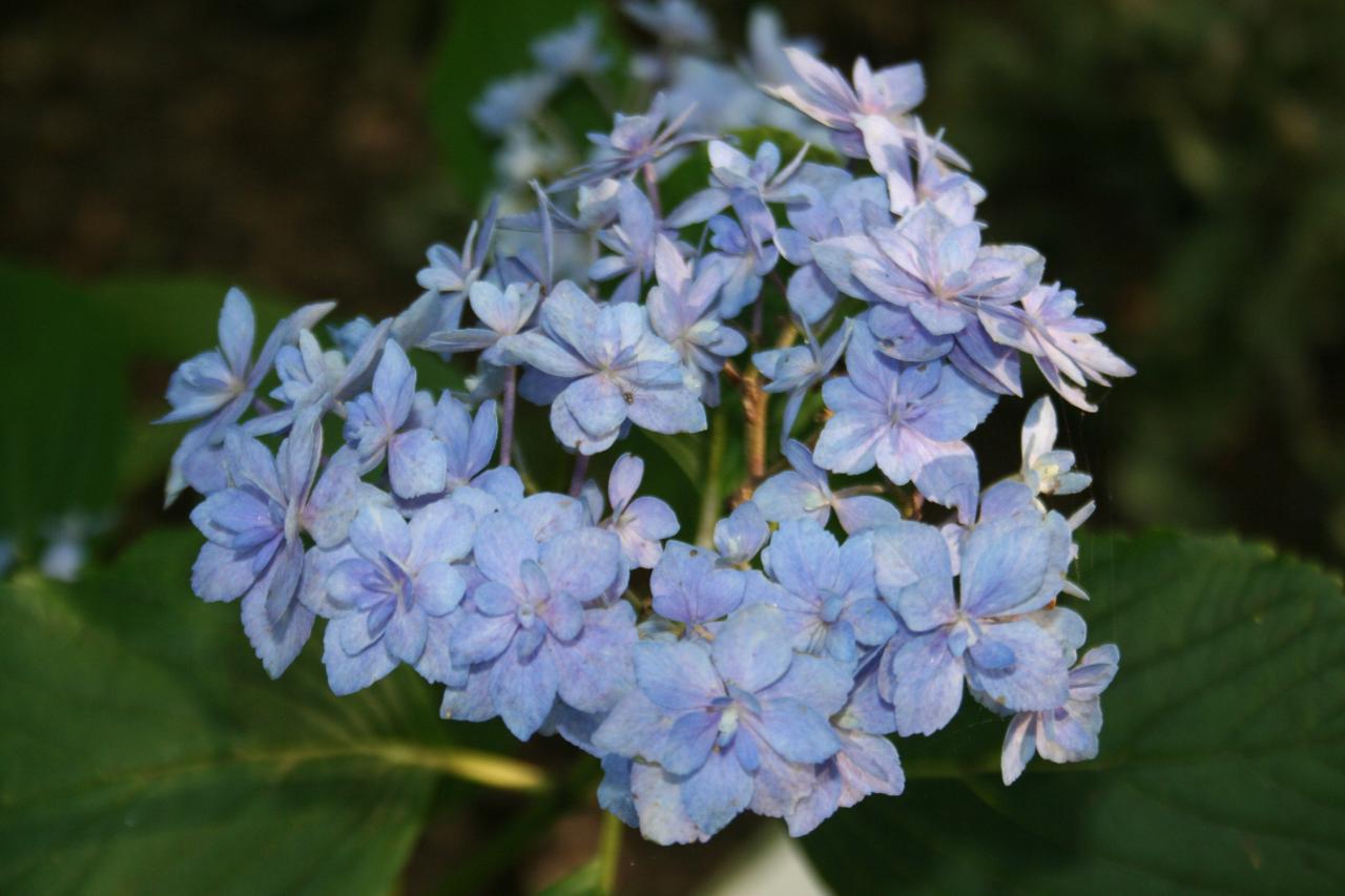 Hydrangea macrophylla YOU & ME 'Expression'® -4-